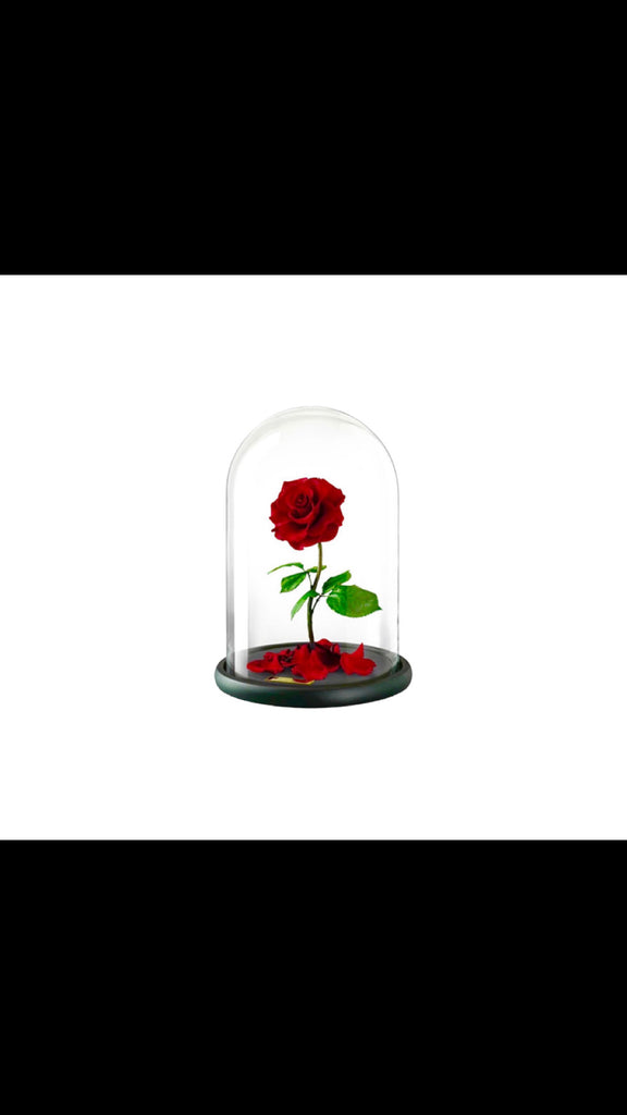 Roses éternelles sous cloche taille moyenne