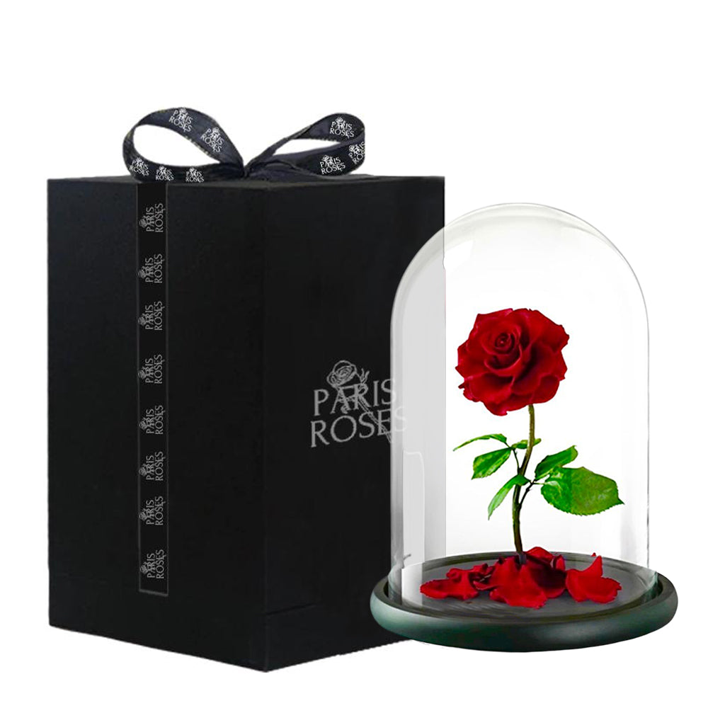 Roses Éternelles sous Cloche avec une Boîte Cadeau Grande Taille