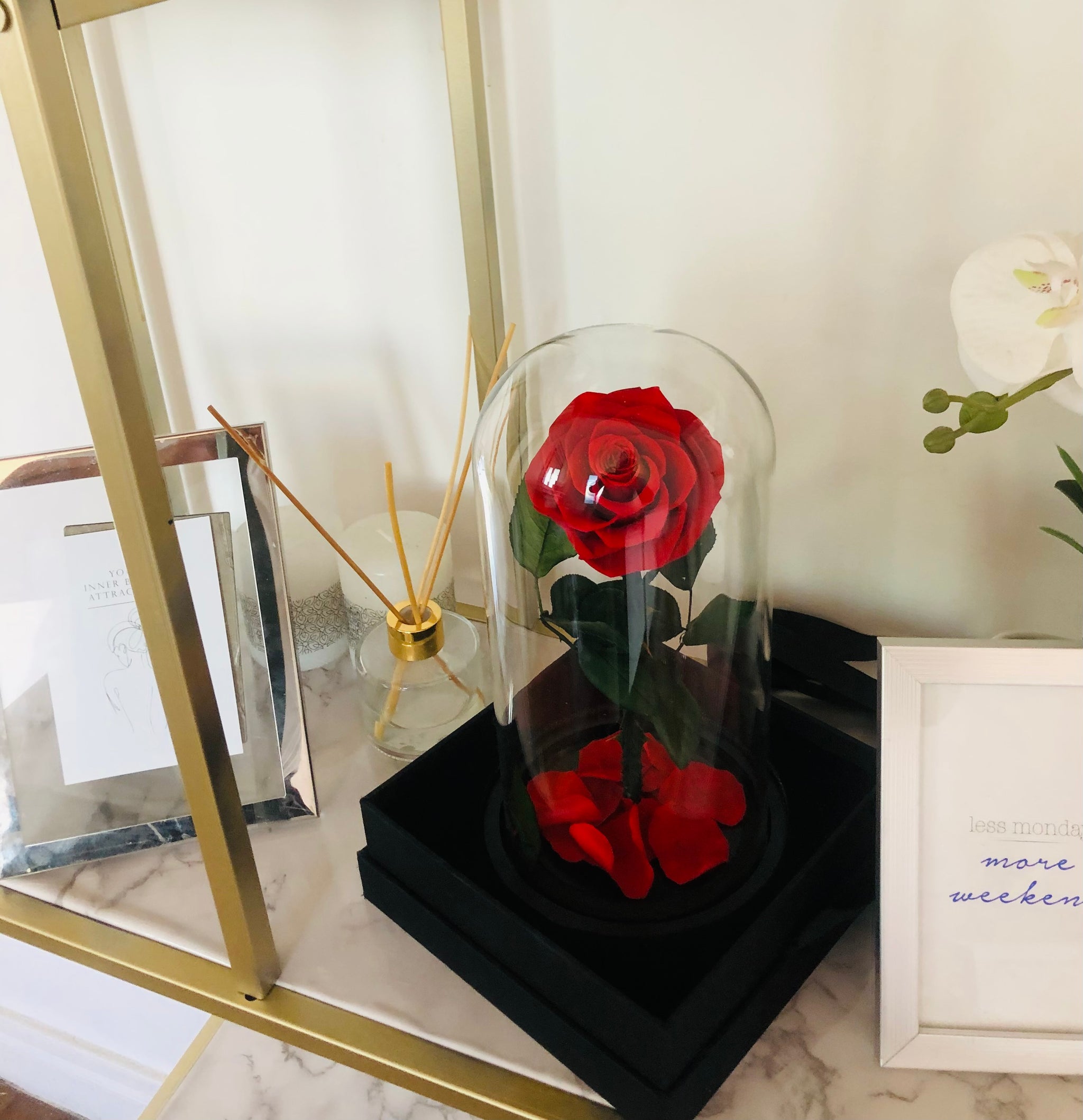 Rose Éternelle Suspendue Rouge | Boby la Plante Rose Éternelle Suspendue Rouge | Boby la Plante